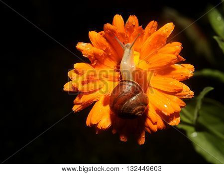 Snail close up on Flower moving along