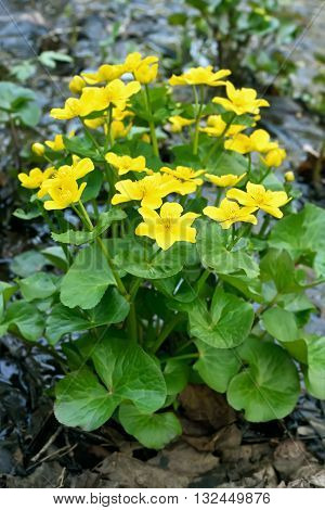 The Marsh Marigold (Caltha palustris) flowers outdoor