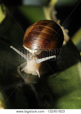 Close up of snail on the leave of agave