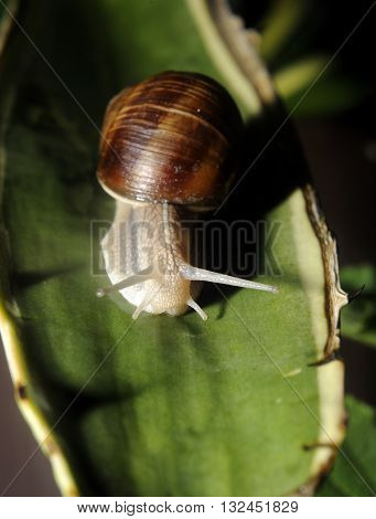 Close up of snail on the leave of agave