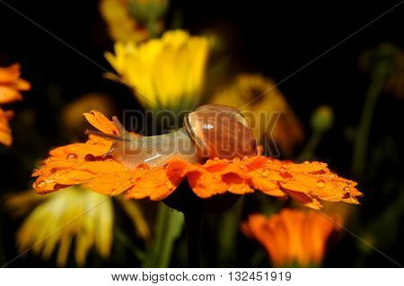 Snail close up on Flower moving along