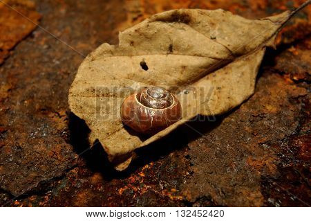 snail sleeping on a old leave of rusty iron in the background