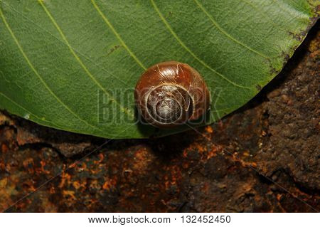snail crawling on a green leave of rusty iron in the background