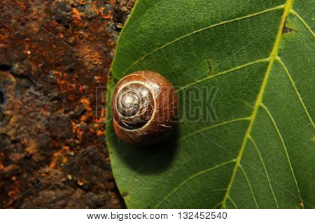 snail crawling on a green leave of rusty iron in the background