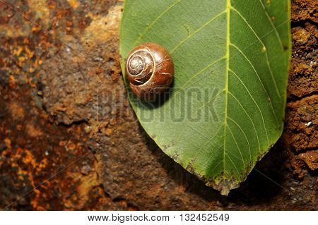 snail crawling on a green leave of rusty iron in the background