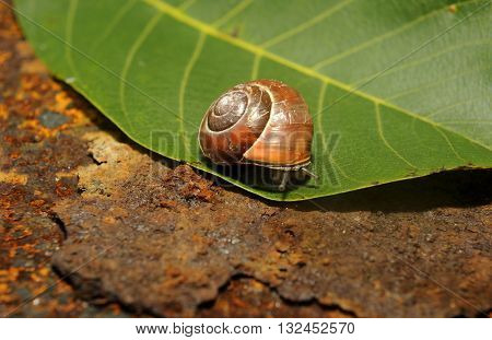 snail crawling on a green leave of rusty iron in the background