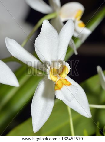 Shining Coelogyne Orchid - Coelogyne nitida From Nepal Bhutan upper Myanmar India Bangladesh China Thailand and Laos