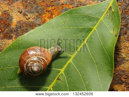 snail crawling on a green leave of rusty iron in the background