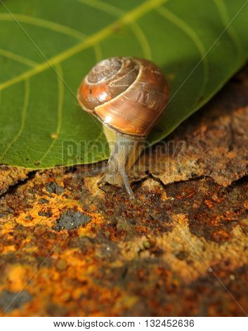 snail crawling on a green leave of rusty iron in the background
