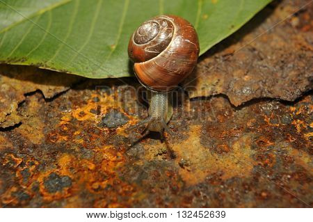 snail crawling on a green leave of rusty iron in the background