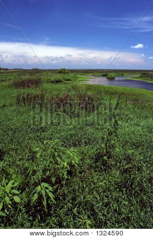 St. Johns Wetlands