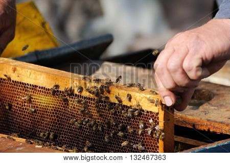 beekeeper inspects a frame of bees close up