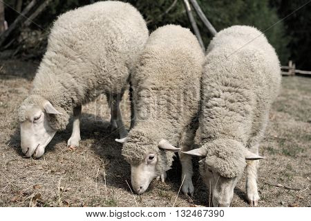 Sheep close up on a background of the forest