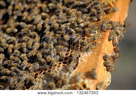 beekeeper inspects a frame of bees close up