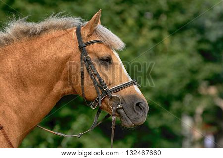 Portrait of nice brown horse close up