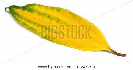 Feuilles de Cassia
