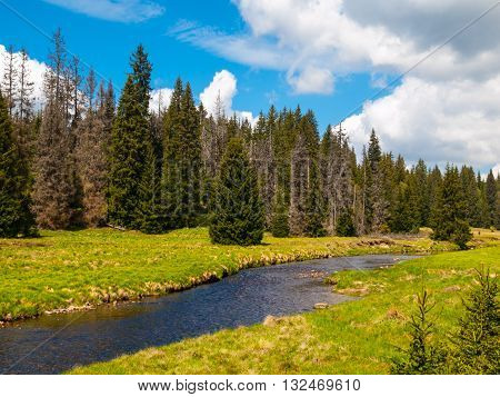 River flows through mountain landscape with coniferous tree forest, green meadows on sunny summer day under the blue sky and white clouds. Roklansky brook, Sumava National Park, Czech Republic