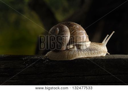 Burgundy snail (Helix, Roman snail, edible snail, escargot) crawling on its old wood