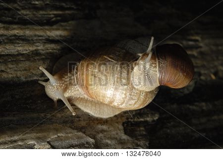 Family of snails crawling on rock at night