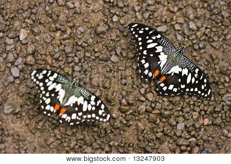Vápno Butterfly pitné vody