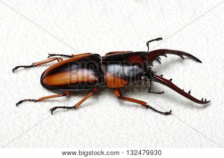 Stag beetle isolated on background