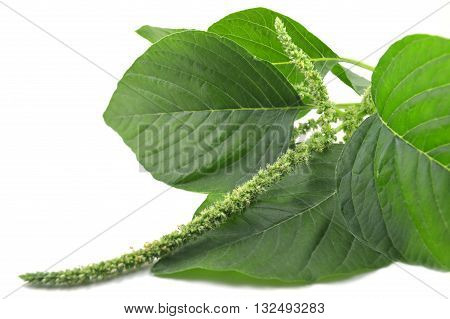Amaranth, Amaranthus sp., Family Amaranthaceae, Central of Thailand