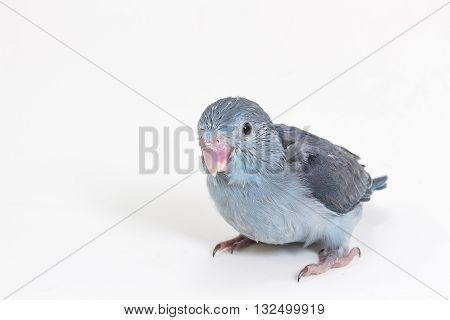 Mauve Forpus's Chick