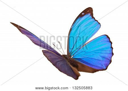 Closeup shot of blue butterfly (Morpho Menelaus) isolated on white background.