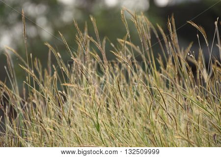 close up grass flower in nature garden