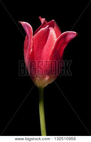 Red fresh flowers tulips with water drops, wet petals, macro