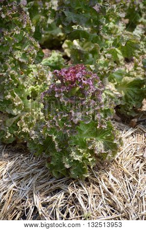 fresh green Lactuca sativa plants in nature garden