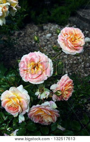 A flower bed with blooming multicolored roses