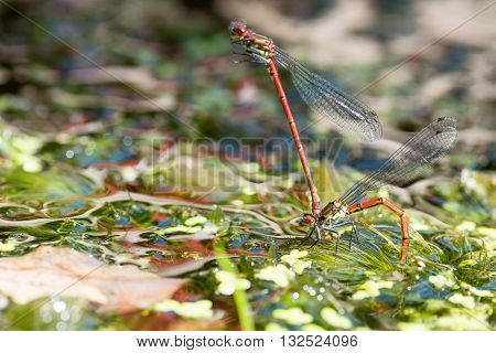 Large red damselfly (Pyrrhosoma nymphula) laying eggs. Male attached to female ovipositing under surface of water of pond