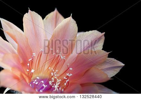 echinopsis pink flower blooming succulent plant on black background