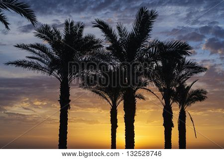 Palms trees of Mill beach under a beautiful sunset in Carcavelos Lisbon Portugal