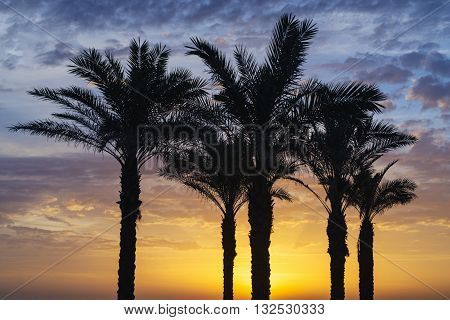 Palms trees of Mill beach under a beautiful sunset in Carcavelos Lisbon Portugal