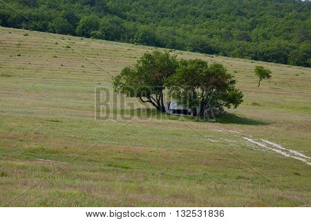 lonely structure between the trees in the field
