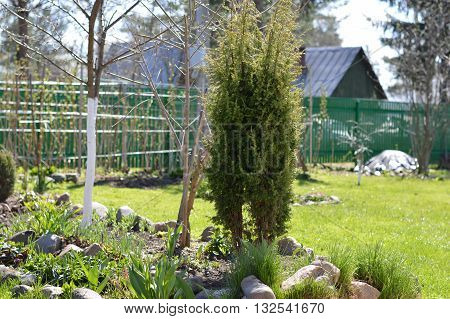 Small cypress in the garden near the summer house