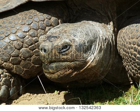 Giant tortoise eating grass in pasture - Aldabrachelys gigantea