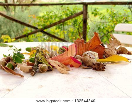 A Still life with acorn and leaves