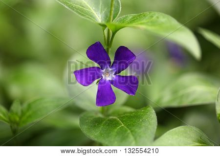 A flower of the bigleaf periwinkle (Vinca major).