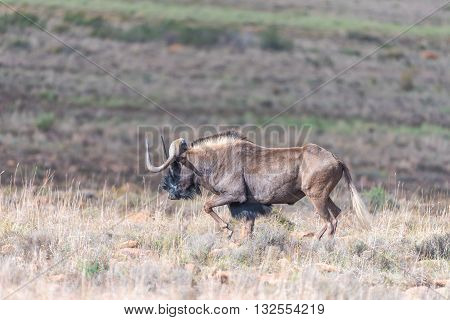 A black wildebeest Connochaetes gnou also called a white-tailed gnu walking in the Eastern Cape Karoo Region