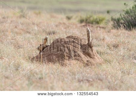 Unidentified plants growing on an anthill in the Eastern Cape Karoo Region near Cradock