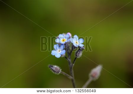 A water forget-me-not or true forget-me-not (Myosotis scorpioides).
