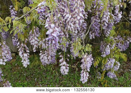 Flowering purple Wisteria vine hanging over weathered fence in Texas during the month of April.