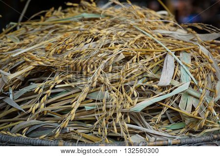 Pile of paddy in brown shell from Papar,Sabah,Malaysia ready to process as mass product.