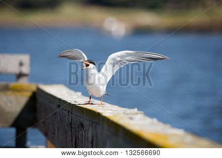 Forster's tern - Sterna forsteri, adult breeding, wings spread