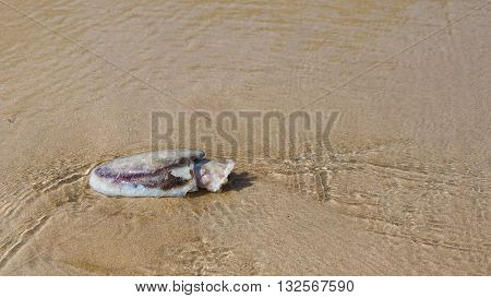 Dead squid on the beach and gentle waves