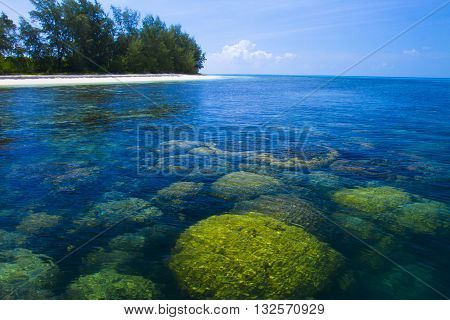 Beautiful Coral in Koh Matsum Island.Koh Samui surat thani Thailand.