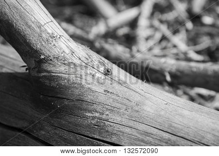 A small spider sits on a tree branch in the woods. Black-and-white photograph.